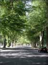 STRATUM Street Tree Resource Analysis Tool for Urban Forest