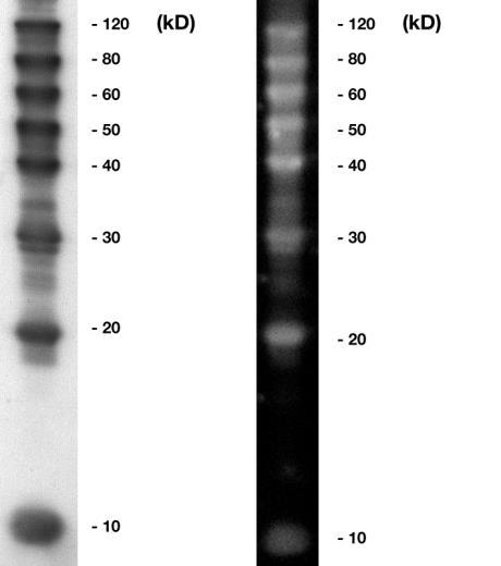 Vll.1 Separation of 5 µl Roti -Mark WESTERN marker in a SDS-PAGE alongside your samples, followed by blotting of the gel onto a PVDF-membrane (e.g. Roti -PVDF).