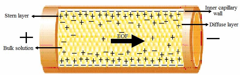 electric field is applied, which results in the cations of the diffuse layer to be drawn towards the cathode causing movement of the bulk solution. Figure 1.