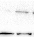 in transfection with the same DNA to Lipofectamine 2000 ratio.