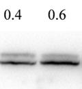 As loading control, β-actin in the sample was detected by
