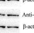 anti-ha antibody with three