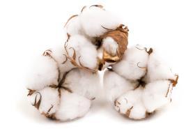 Soybeans Cotton