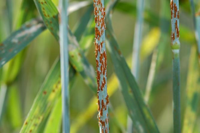 Wheat rust invest and insure 46% 26% 21% 6% 1% Crop protection products Fertiliser production Fertiliser application Energy and fuels Other inputs Investment