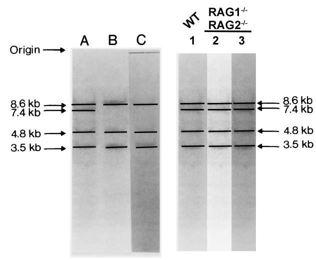 Question 7 Fig.1 The elucidation of the mechanisms generating antibody diversity in mammals led to Susumu Tonegawa s Nobel Prize in 1987. Fig. 1 is a Southern blot published in Cell 15:1-14(1978).