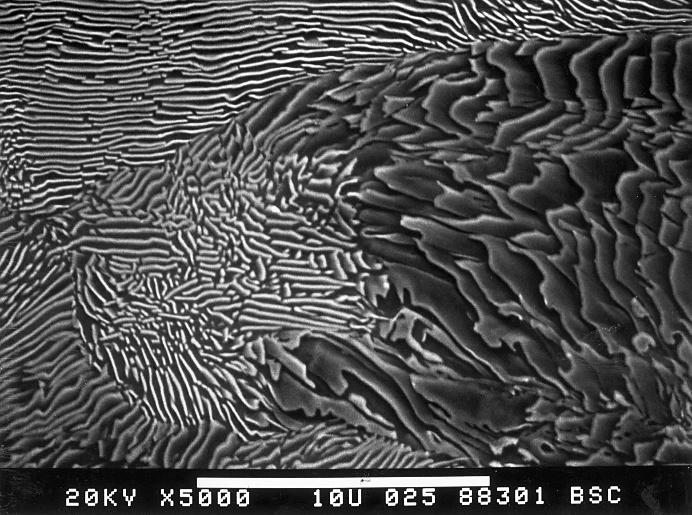 12 Carbon and Alloy Steels Figure 5 Scanning electron micrograph of pearlite showing the platelike morphology of the cementite. 5000X. 4% picral etch.