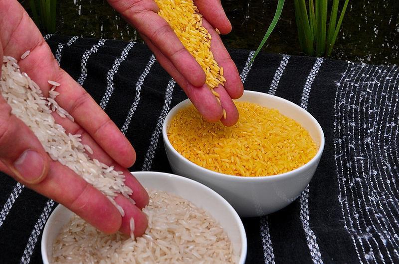 Examples of GM Crops An excellent example is golden rice. Around 250 million children are vitamin A-deficient in the world, which kills and blinds millions each year.