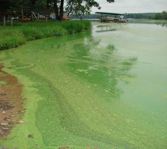 Both the survey of lake residents and the intercept survey of lake users suggest that algal blooms and the poor water quality that results from these blooms is a concern for people who live and/or