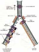 through the process of cell division, a copy of DNA from one cell will be copied and passed on to the daughter cell In order to copy the DNA the two chains of the double helix must be pulled apart