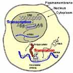 Transcription: RNA Synthesis All of the RNA found in a cell is synthesized from DNA by a template mechanism analogous to DNA replication In this case only a portion of one DNA strand is copied The