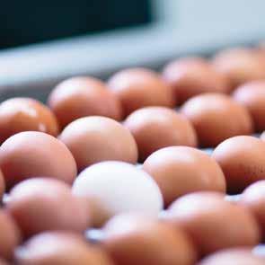We have a vision of eggs playing a central role in the fight to feed a hungry world.