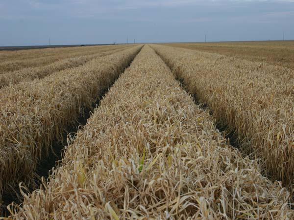 Photo 5. Herbicide treated triticale cover crop dying or melting down, Sano Farm, Firebaugh, CA 2007 Photo 6.
