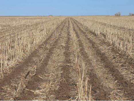 Strip Tillage Disturbs 30 % of surface Meant to provide seed bed and increase soil temp in row. Remaining residues minimize wind and water erosion.