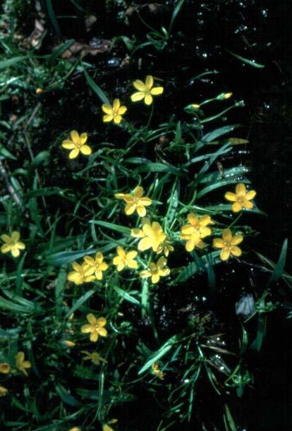 Threatened Species Example (Flora) Hammond s yellow spring beauty (Claytonia virginica var.