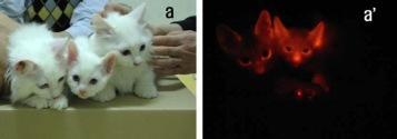 Three 60 day old kittens. Two have been genetically modified to make red fluorescent protein.