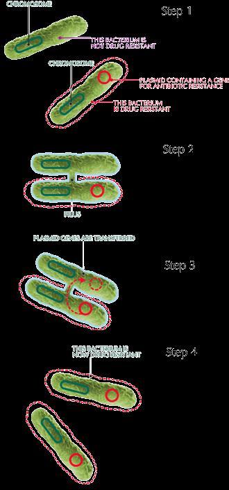 Often plasmids contains a gene that codes for a protein that will make the bacteria resistant to an