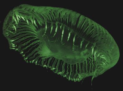 What jellyfish gene will we use?