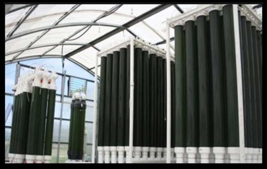 Pilot-Scale Cultivation Improving Productivity UTEX began working with AlgEternal and Georg Fischer Piping Systems to optimize the productivity of microalgae in Vertical Growth Modules.