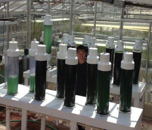 photobioreactors at the UT Algae