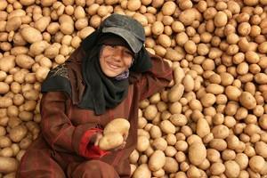 commercialization Sustainable production POTATO A RESILIENT