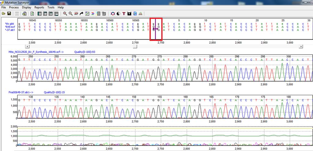 It will use this genetic code to show the correct amino acid change when analyzing the sample sequences.