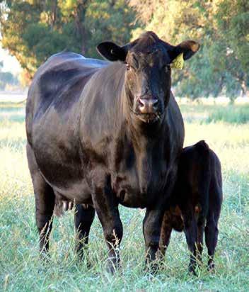 Problem 3 Poor Genetic Linkage Genetic linkage across contemporary groups both within a herd and between different herds is of fundamental importance in allowing the generation of Angus BREEDPLAN