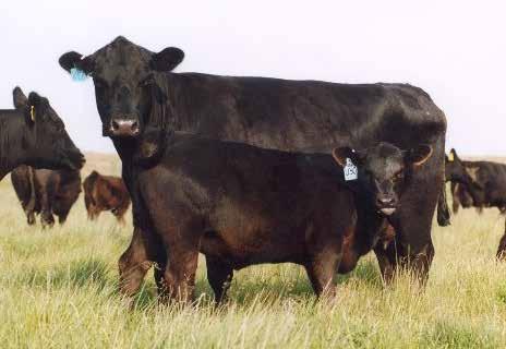 Problem 7 Single Sire Contemporary Groups In the same way that it is important to have more than one calf represented in each contemporary group, it is also important to have the progeny from more