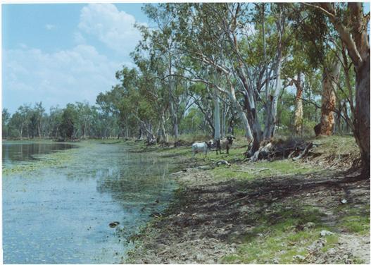 Riparian Fencing of Inland Waterholes Thousands of km s of river frontage country
