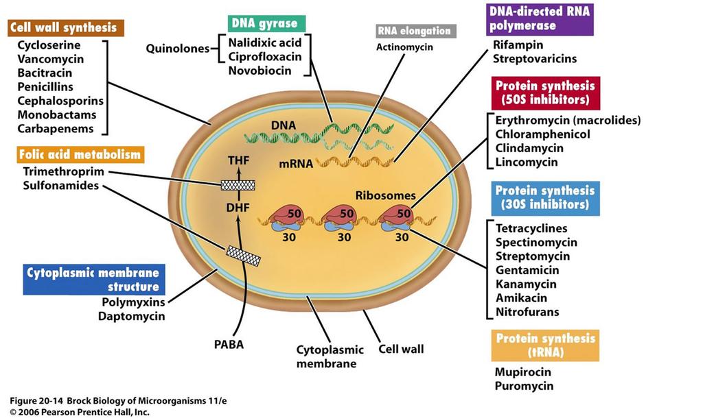 Figure from "Brock - Biology of Microorganisms" 14th Edition, 2015, Pearson.