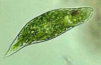(algae, protozoa) or multicellular higher plants and animals Ref: http://blogs.