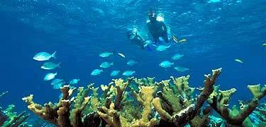 Status of park s coral reefs 2014 bleaching, 2015 bleaching and disease,