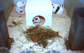 Environmental Enrichment To satisfy the social and behavioural needs of animals, it is
