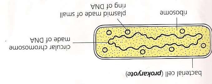 Prokaryote Organisms with a single cell which do not have a nucleus.