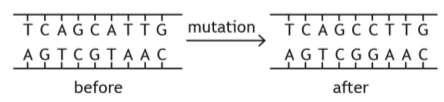 Higher Unit : DNA and the Genome Topic.6 Mutations. The diagram below shows part of a DNA molecule before and after a mutation.