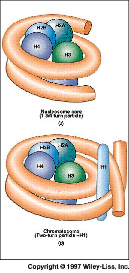 DNA is present in the nucleus as CHROMATIN.