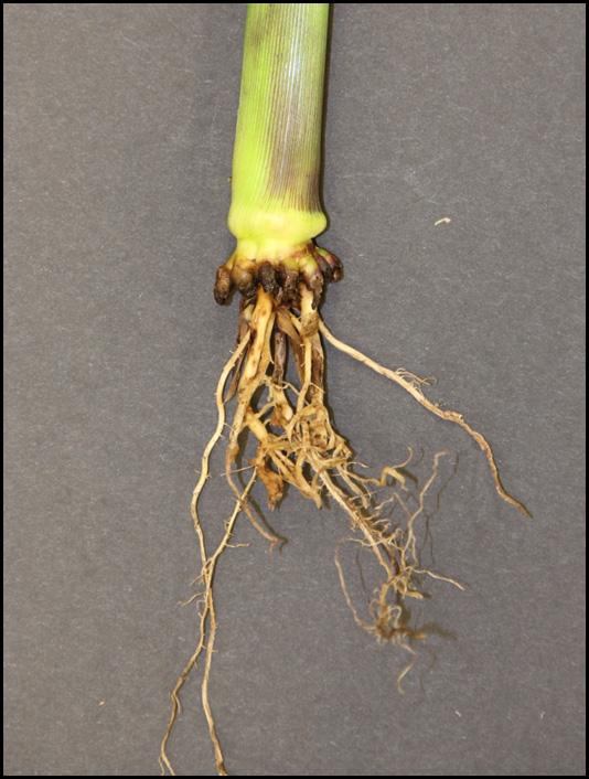 ORN ROOTWORM PROTETION MNGEMENT from previous page cross all treatments, Figure 5 clearly illustrates the benefits of using RW.t. technology in high pressure RW areas.
