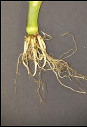 significant pest. Genuity SmartStax RI omplete corn is a blended seed corn product. See the IRM/Grower Guide for additional information.