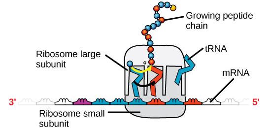 OpenStax-CNX module: m44403 6 Figure 4: A ribosome has two parts: a large subunit and a small subunit. The mrna sits in between the two subunits.