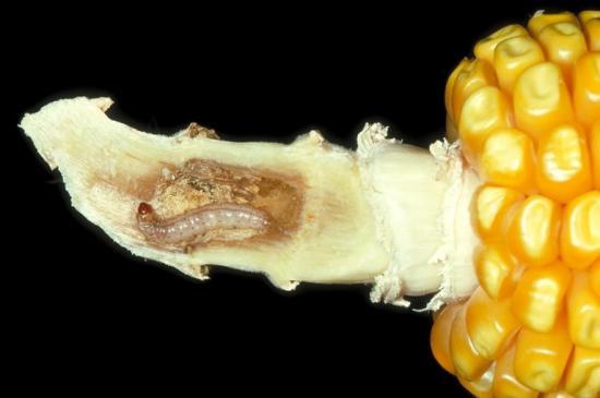 European corn borer Leaf feeding,