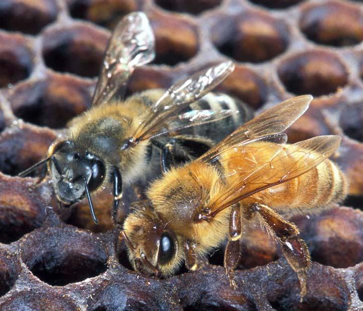 AHB EHB Indistinguishable African honey bee has not been