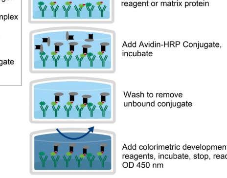 Description Anti-5-HTP Microplate 5-HTP Lyophilized Standard Sample Diluent 100X 5-HTP-Biotin Complex 100X