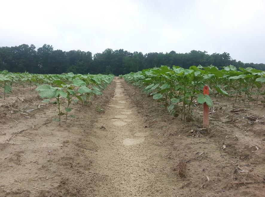 Improving Cotton Production Efficiency With differing nutrient placement. Dr. W. Hunter Frame Official Journal of the Fluid Fertilizer Foundation Vol. 23, No.