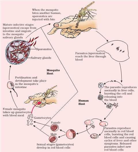 Ans.9 Malaria is caused by plasmodium vivax.