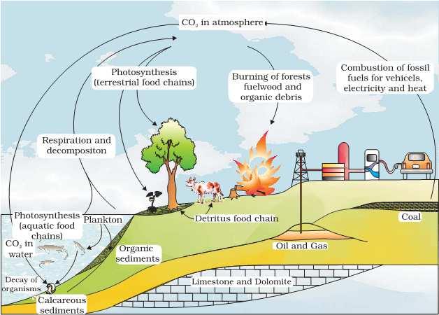 The CO 2 dissolved in sea water is utilized lay marine animals like protozoans, corals, mollusks etc for their life.