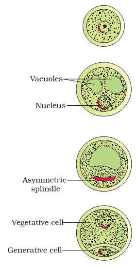 Ans 8. i) When the anther is young, the microsporangium contains compactly arranged homogenous cells forming the Sporogeneous tissues.