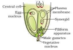 ii) Entry of pollen tube into Ovule: - The entry of pollen tube into ovule occurs through micropyle or chalaza or through lateral sides of ovule.
