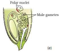 iii) Discharge of Mate Gametes :- After enter of pollen tube both the male gametes discharged into embryo sac by either forming two pores into pollen tube & each male gamete is discharged through
