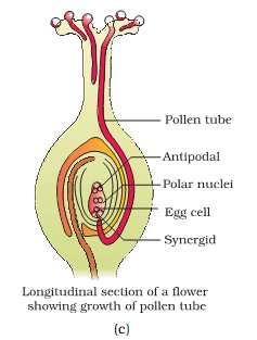 CBSE TEST PAPER-08 CLASS - XII BIOLOGY (Sexual Reproduction in Flowering Plants) [ANSWERS] Ans1.