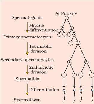 i) Multiplication phase :- undifferentiated germ cells undergo repeated division to produce sperm mother cell or spermatogonia.