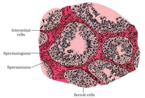 CBSE TEST PAPER-10 CLASS - XII BIOLOGY (Human Reproduction) [ANSWERS] Ans 1. Blastocyst stage. Ans 2.